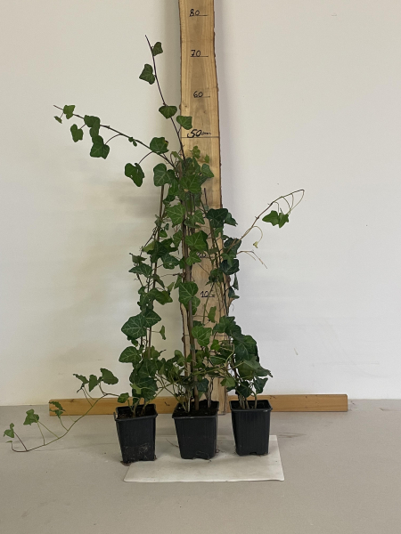 Irischer Efeu,(Hedera helix“Hibernica“) Topf 30-50
