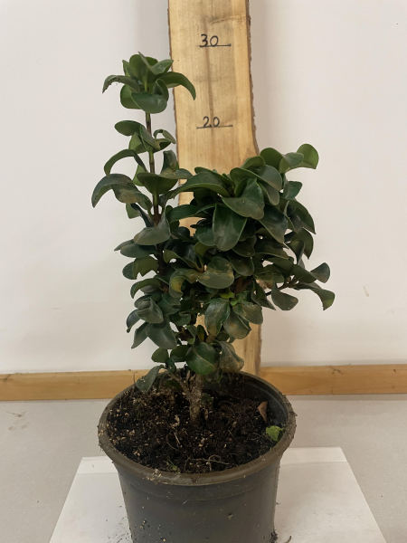 rundblättriger Liguster,(Ligustrum japonicum"Rotundifolia") Container 20-40 cm