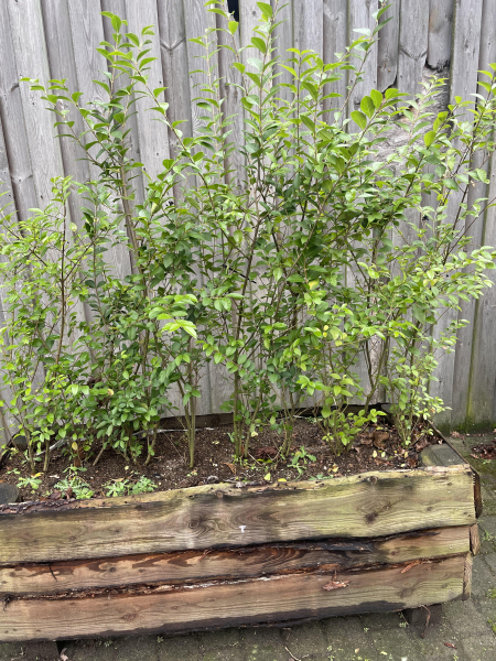 Goldliguster (Ligustrum ovalifolium Aureum) im Container