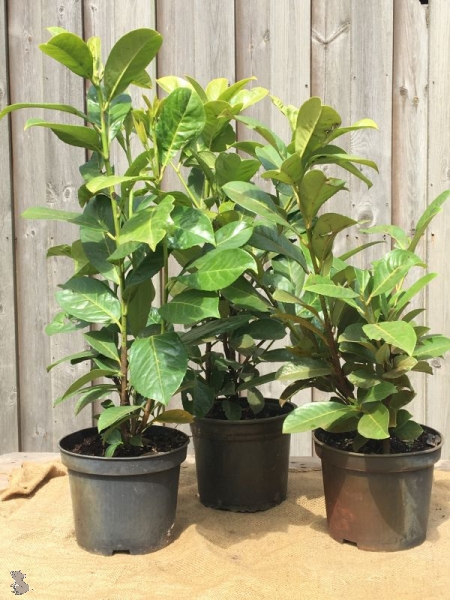 Kirschlorbeer (Prunus Laurocerasus Rotundifolia) Liefergröße: 50-80 cm, Lieferform: Container