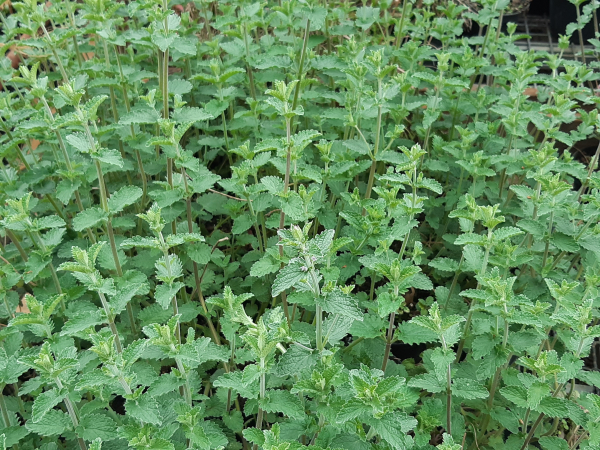 Katzenminze (Nepeta cataria) im 1 l Container, 20 cm