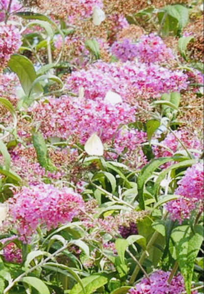 Schmetterlingsflieder (Buddleja davidii "Pink Delight") Liefergröße : 50-80cm Co.