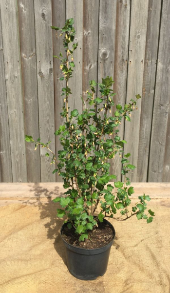 Stachelbeere (Ribes uva-crispa) Liefergröße: 30-50 cm, Lieferform: Container