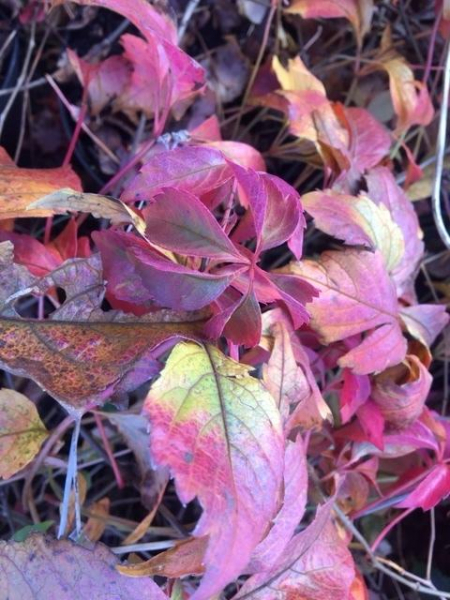 Wilder Wein (Parthenocissus quinquefolia) im Container, 40-60cm