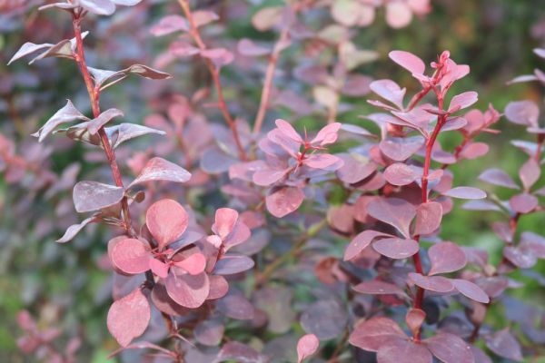 Rote Berberitze (Berberis thunbergii Atropurpurea) Liefergröße: 30-50 cm