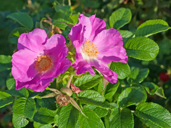 Apfelrose (Rosa rugosa) Liefergröße: 30-50 cm