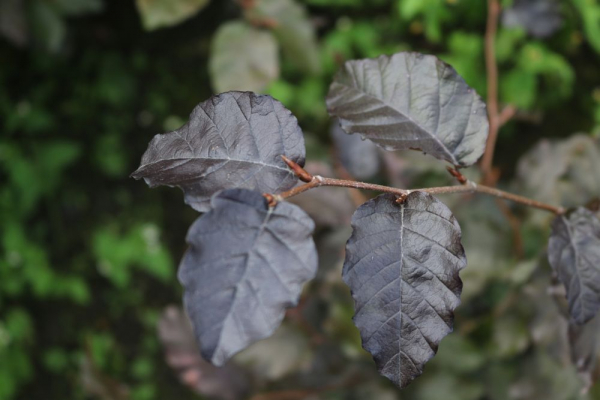 Blutbuche Fagus (sylvatica purpurea) Liefergröße: 50-80 cm