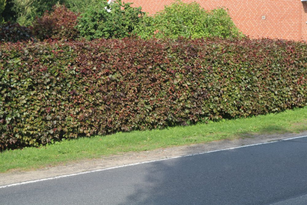 Blutbuche Fagus (sylvatica purpurea) Liefergröße: 50-80 cm