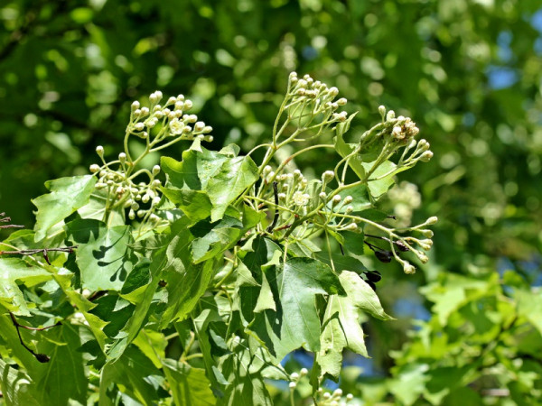 Elsbeere (Sorbus torminalis) Liefergröße: 50-80 cm