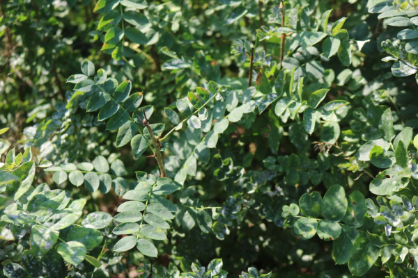 Erbsenstrauch (Caragana arborescens) Liefergröße: 50-80 cm