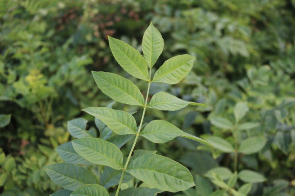 Esche (Fraxinus excelsior) Liefergröße: 80-120 cm