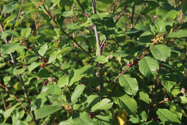 Faulbaum (Rhamnus Frangula) Liefergröße: 50-80 cm