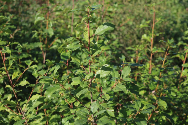 Faulbaum (Rhamnus Frangula) Liefergröße: 50-80 cm