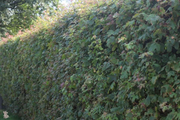 Feldahorn (Acer campestre) Liefergröße: 50-80 cm