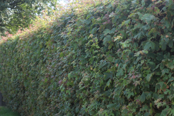 Feldahorn (Acer campestre) Liefergröße: 80-120 cm