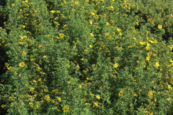 Fingerstrauch (Potentilla fruticosa) Liefergröße: 50-80 cm