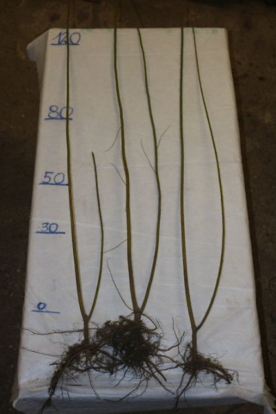 Knackweide (Salix fragilis) Liefergröße: 80-120 cm
