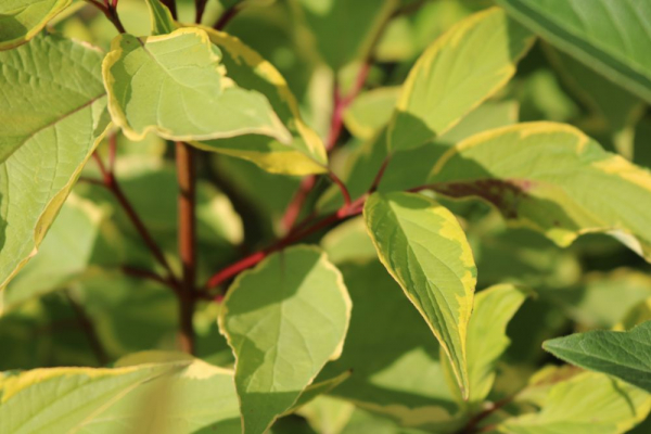 Gelbbunter Hartriegel (Cornus alba Gochaultii) Liefergröße: 30-50 cm im Co