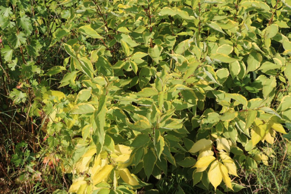 Gelbbunter Hartriegel (Cornus alba Gochaultii) Liefergröße: 30-50 cm im Co