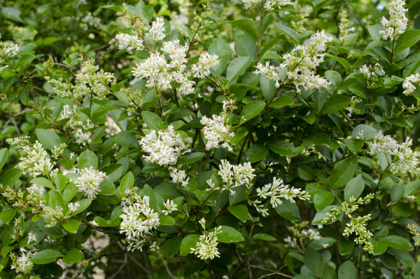 Gemeiner Liguster (Ligustrum vulgare)  Liefergröße: 50-80 cm