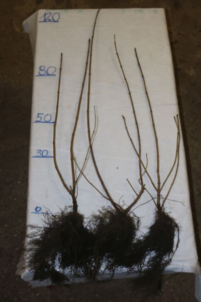 Wolliger Schneeball (Virburnum lantana) Liefergröße: 80-120 cm