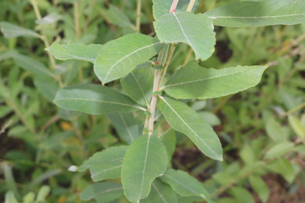 Grauweide (Salix cinerea) Liefergröße: 50-80 cm