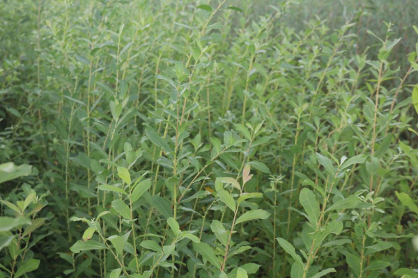Grauweide (Salix cinerea) Liefergröße: 50-80 cm