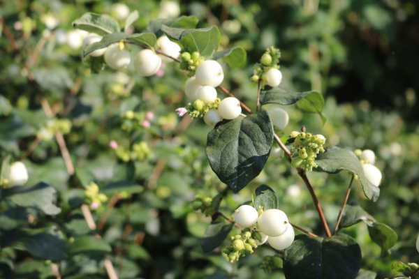 Große Weiße Schneebeere (Symphoricarpos White Hedge) Liefergröße: 50-80 cm