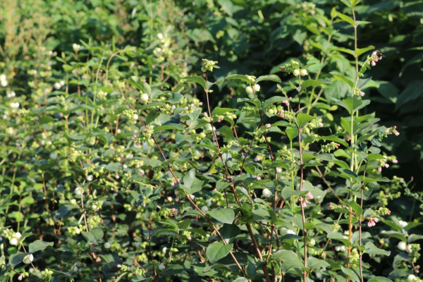 Große Weiße Schneebeere (Symphoricarpos White Hedge) Liefergröße: 50-80 cm