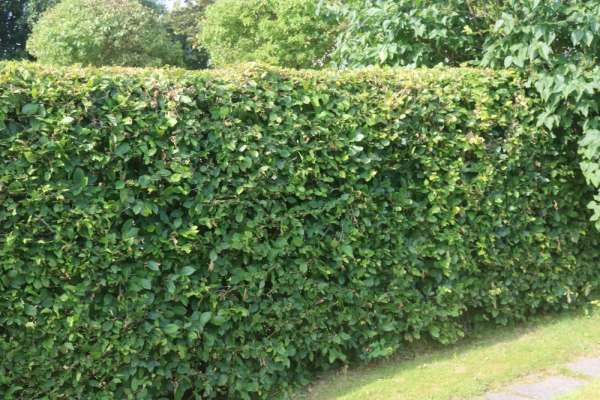 Weiss- oder Hainbuche (Carpinus betulus) Liefergröße: 80 -120cm