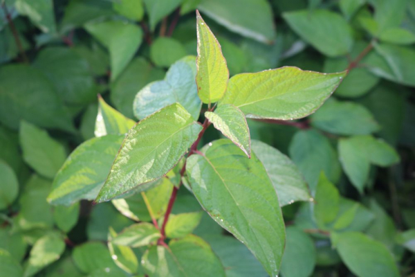 Kornelkirsche (Cornus mas) Liefergröße: 50-80 cm