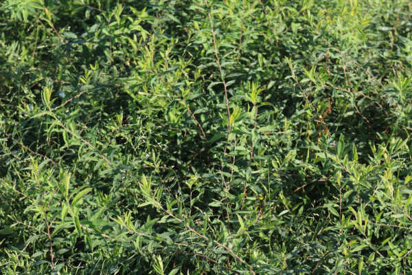 Heckenspiere (Spiraea cinerea Grefsheim) Liefergröße: 30-50 cm