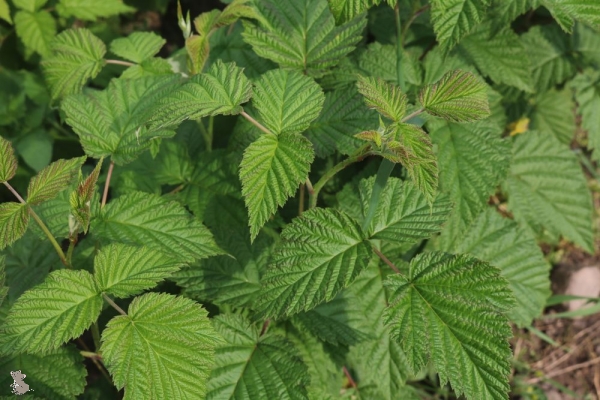 Himbeere Elida® (Rubus Elida®) Liefergröße: 50-80 cm