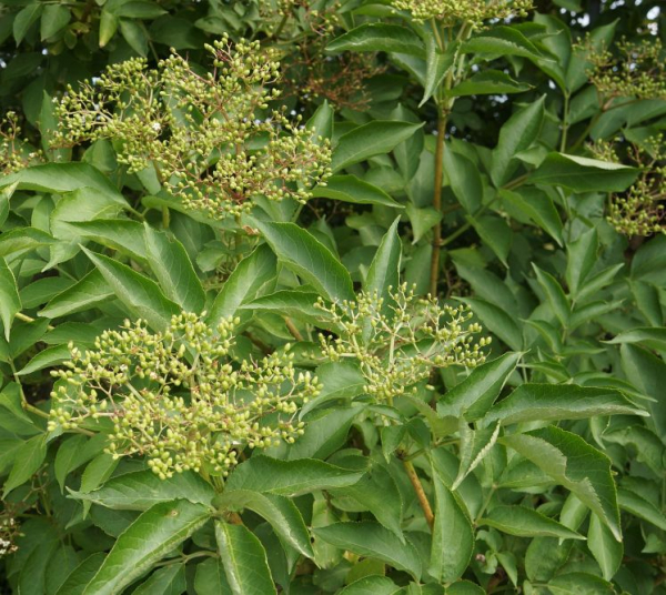 Schwarzer Holunder oder Fliederbeere  (Sambucus nigra) Liefergröße: 50-80 cm