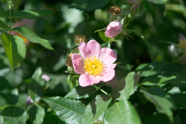 Heckenrose (Rosa canina) Liefergröße: 50-80 cm