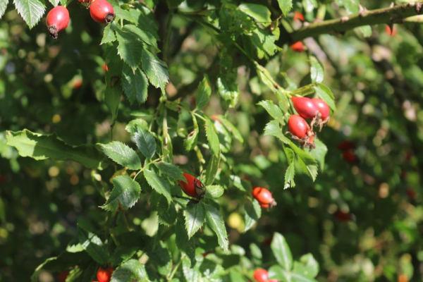 Heckenrose (Rosa canina) Liefergröße: 80-120 cm