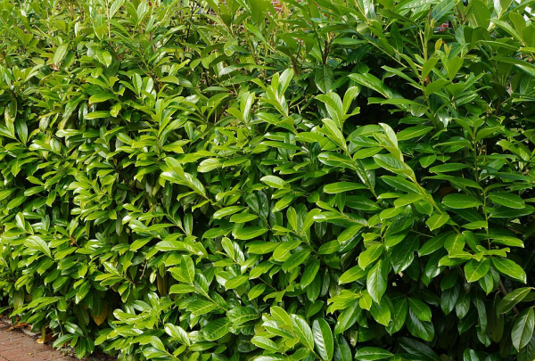 Kirschlorbeer (Rotundifolia) (Prunus Laurocerasus Rotundifolia) Liefergröße: 30-50 cm