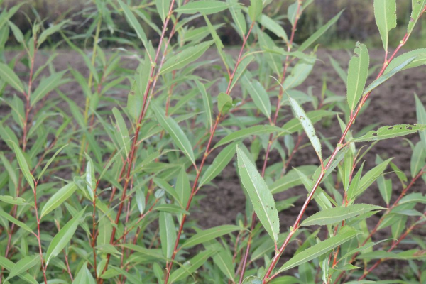 Knackweide (Salix fragilis) Liefergröße: 50-80 cm