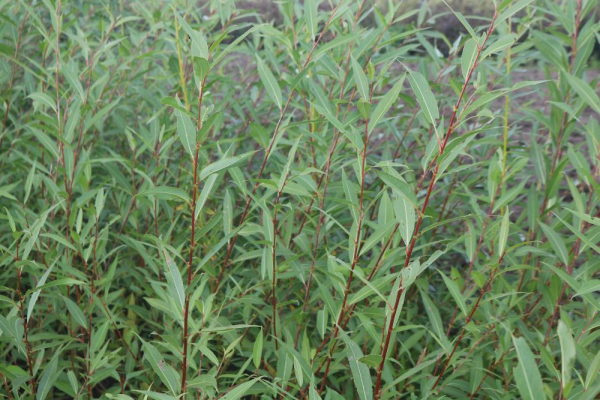 Knackweide (Salix fragilis) Liefergröße: 50-80 cm