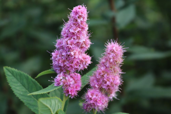 Kolbenspiere (Spiraea billardii Triumphans) Liefergröße: 50-80 cm