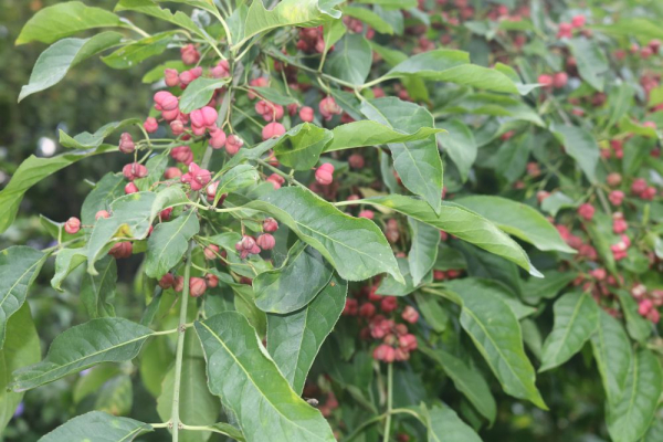 Pfaffenhütchen (Euonymus europaeus) Liefergröße: 80-120 cm