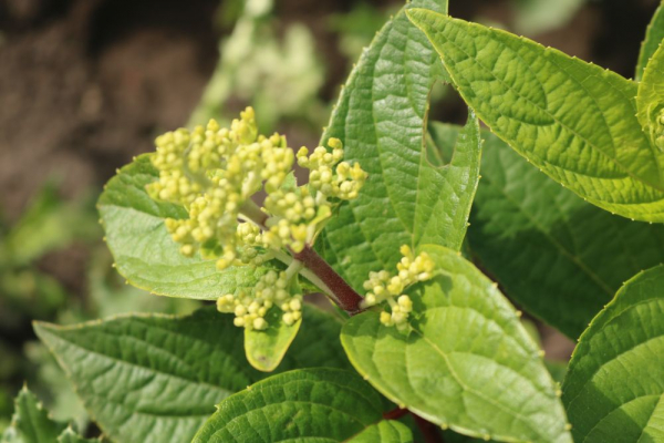 Rispenhortensie Pinky Winky® (Hydrangea Pinky Winky®) Liefergröße: 20-30 cm Container