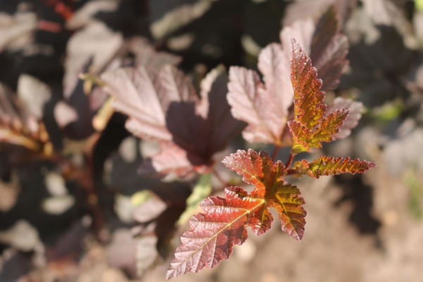 Rotblättrige Fasanenspiere (Physocarpus Diabolo) Liefergröße: 50-80 cm