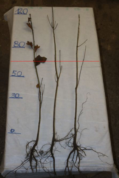 Traubeneiche (Quercus petraea) Liefergröße: 50-80 cm