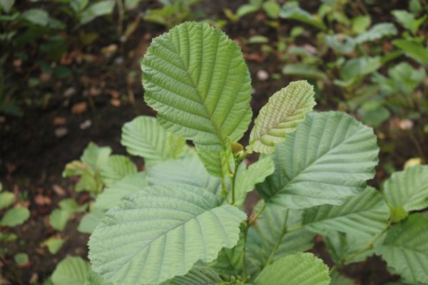 Roterle (Alnus glutinosa) Liefergröße: 50-80 cm