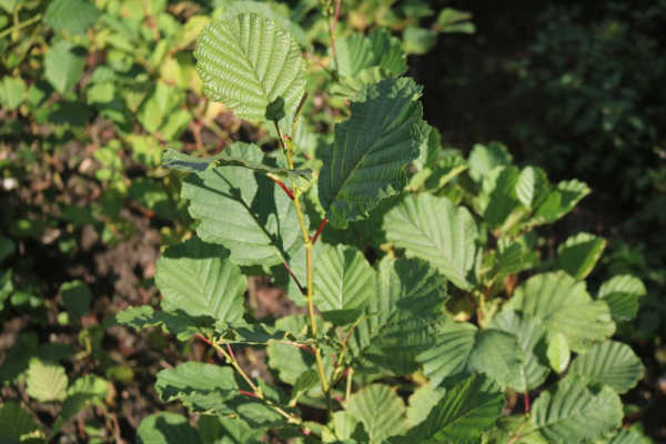 Roterle (Alnus glutinosa) Liefergröße: 80-120 cm