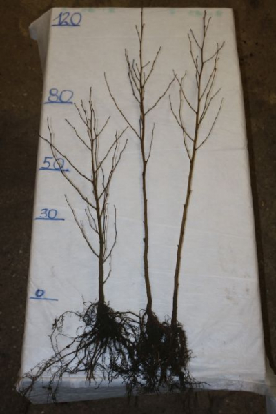 Esche (Fraxinus excelsior) Liefergröße: 80-120 cm