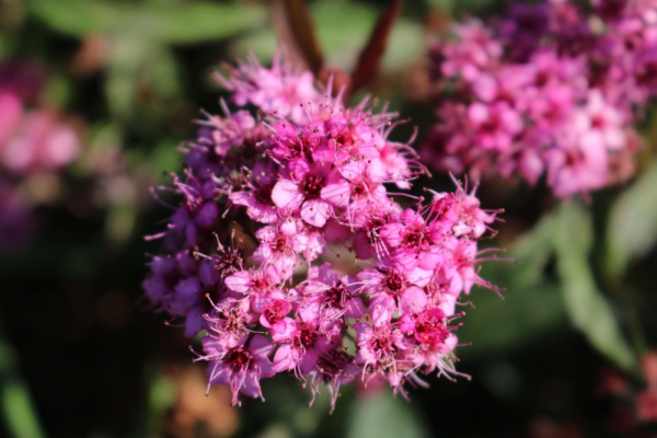 Rote Sommerspiere (Spiraea Anthony Waterer) im 2 l-Container (Topf), 10-20 cm