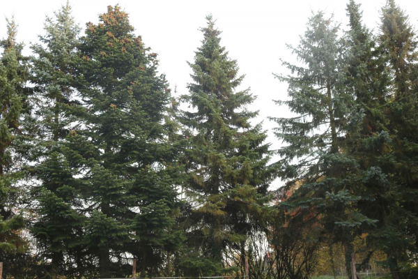 Rotfichte (Picea abies) Liefergröße: 30-50 cm