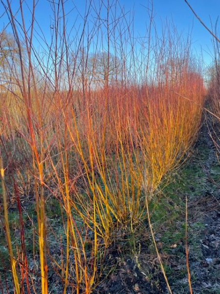 Weissweide "Chermesina"(Salix alba "Chermesina) 1jährige Ruten